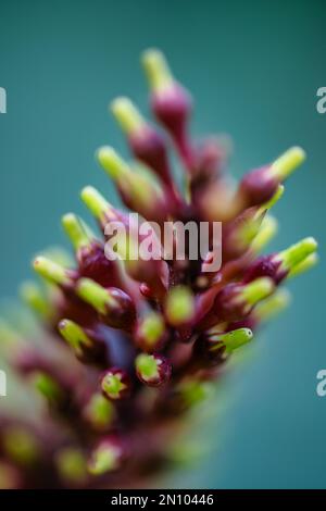 poco profondo campo di fuoco sul abstratc di un fiore tropicale oltre il relativo primo Foto Stock