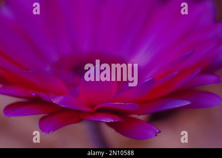 i petali fessionable di fuscia solleticano le mestruazioni come ogni così delicatamente raggiunge fuori voi Foto Stock