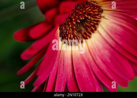 dolci linee curve della margherite che oscillano un cappotto rosso nel giardino di grandezza Foto Stock