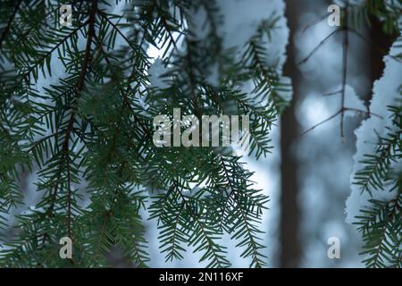 Closeup hemlock occidentale in giorno nevoso. Astratto inverno foresta natura concetto. Messa a fuoco selettiva Foto Stock