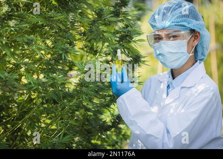 I ricercatori hanno in mano bottiglie di olio di canapa per la ricerca di estratti cbd da olio di canapa in aziende agricole. Per scopi medici. Foto Stock