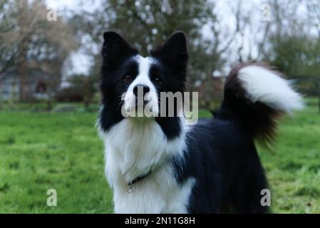 Border Collie pecora cane in piedi, guardando dritto in su al proprietario con coda wagging Foto Stock