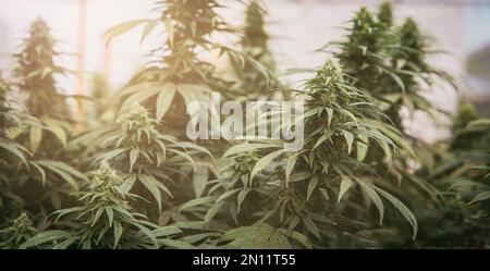 Boccioli di marijuana (cannabis), pianta di canapa. Pianta fiorita di cannabis medica. Sfondo tramonto Foto Stock