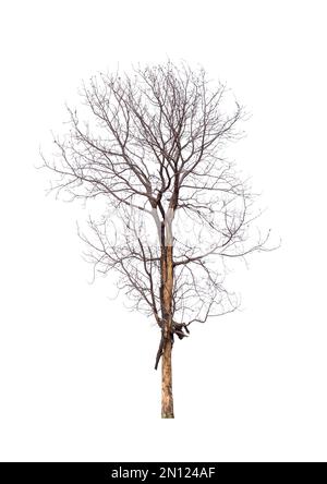 Singolo albero vecchio e morto isolato Foto Stock