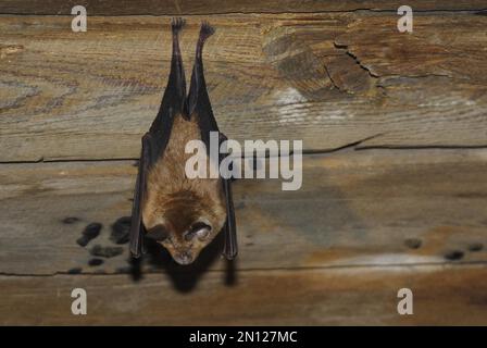 Pipistrello a ferro di cavallo minore (Rhinolophus hippositeros), appeso al muro di bordo in soffitta, Turingia, Germania, Europa Foto Stock