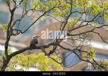 Ridendo kookaburra (Dacelo novaeguineae) uccello adulto seduto in un albero con gli edifici sullo sfondo, Sydney, nuovo Galles del Sud, Australia, Oceania Foto Stock