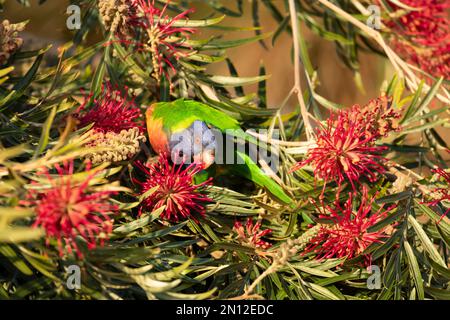 Arcobaleno loricheet (Trichoglossus moluccanus) per adulti che si nutre di un albero di quercia rosso (Alloxylon flammeum), Sydney, nuovo Galles del Sud, Australia, Oceano Foto Stock