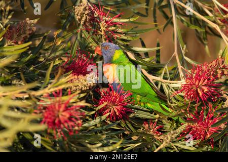 Arcobaleno loricheet (Trichoglossus moluccanus) uccello adulto seduto in un albero di quercia rosso setoso (Alloxylon flammeum), Sydney, nuovo Galles del Sud, Australia, Oceano Foto Stock