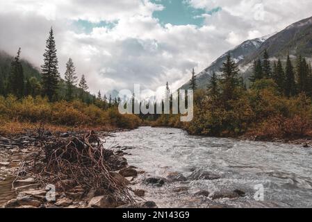 Un albero secco con radici nell'acqua del fiume alpino Shavla su pietre nei monti Altai sotto un cielo nuvoloso dopo la pioggia con nebbia. Foto Stock