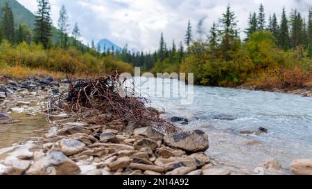 Un albero con radici nelle acque limpide del fiume Shavla su pietre in montagna al mattino con nebbia in una foresta di abete rosso ad Altai. Foto Stock