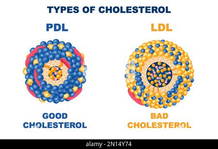 Tipi di colesterolo insieme realistico con buoni e cattivi simboli isolato vettore illustrazione Illustrazione Vettoriale