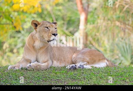 Ritratto senza leoni adagiato sull'erba Foto Stock