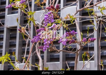 Ramo di glicine fiorente nel giardino primaverile. Foto Stock