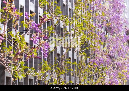 Ramo di glicine fiorente nel giardino primaverile. Foto Stock