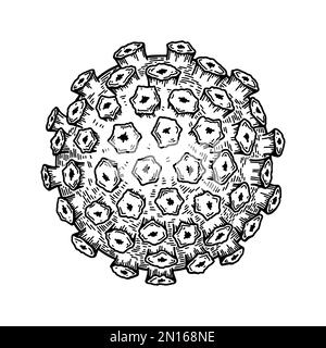 Papillomavirus isolato su sfondo bianco. Disegno a mano realistico dettagliato vettore scientifico illustrazione in stile di schizzo Illustrazione Vettoriale