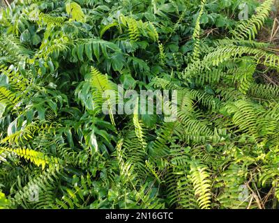 Prato pieno di verde verde verde foglia di Monstera deliciosa pianta. Foto Stock