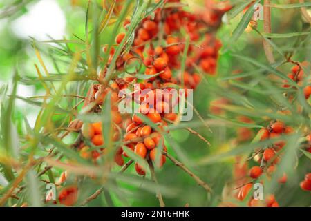 Arbusto di biancospino con frutti di bosco maturi all'aperto, primo piano Foto Stock