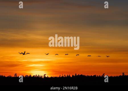 Tramonto nella foresta con un gregge di gru Foto Stock