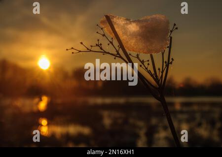 Un pezzo di neve che si scioglie, in cima ai rami di una pianta, è retroilluminato dal sole che tramonta. Foto Stock