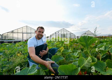 Il contadino raccoglie le zucchine su un campo vegetale della fattoria Foto Stock