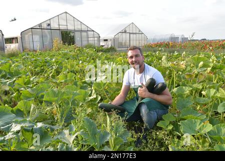 Il contadino raccoglie le zucchine su un campo vegetale della fattoria Foto Stock