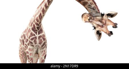 Giraffa testa a faccia appesa capovolta. Curiose giraffe di gute dall'alto. Isolato su sfondo bianco Foto Stock