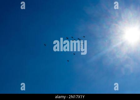 I piccioni volano nel cielo blu. Foto Stock