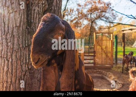 Capra della razza Gulabi Foto Stock