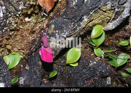 Fiori e foglie dell'erba vescicolare tropicale Utricularia quelchii, in habitat naturale sulla montagna a tavola Auyan Tepui, Venezuela Foto Stock