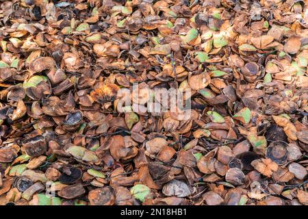 Buccia di cocco alta lignina spreco è usato per fare compost in giardino organico. Coco coir processo di produzione da cocco. Giardinaggio organico. Riciclaggio Foto Stock