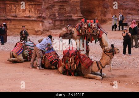 Cammelli a riposo di fronte al Treasury Building, Petra, Giordania Foto Stock