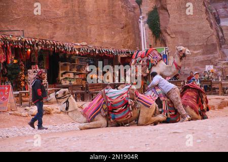 Cammelli a riposo di fronte al Treasury Building, Petra, Giordania Foto Stock