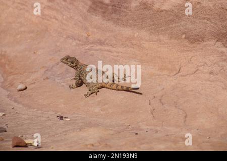 Stellato agama (Stellagama stellio) questa specie di lucertola è originaria dell'Europa, normalmente presente in Nord Africa e in Asia occidentale, fotografata a Petra, Foto Stock