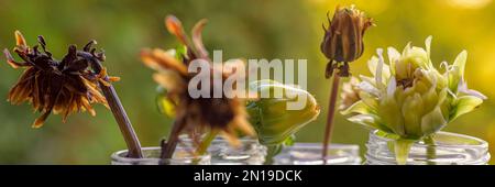 Varie fasi di teste di fiori di dahlia essiccate. Raccogliendo semi per propagazione. Sfondo di giardinaggio. Foto Stock