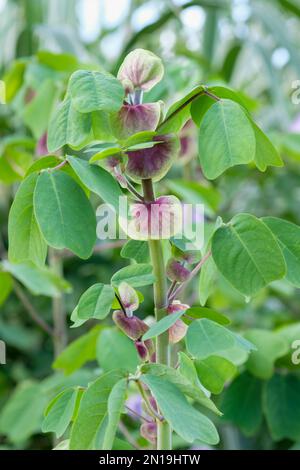 Amicia zygomeris, Amicia, Woody perenne con verde. Foglietti a forma di cuore venati viola Foto Stock