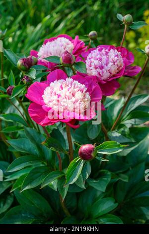 Cappuccio bianco Paeonia lattiflora, fiori singoli, petali rosa scuro, petaloidi crema Foto Stock
