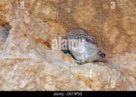 Gufo piccolo, la nocciola di Athene riposa su una roccia Foto Stock