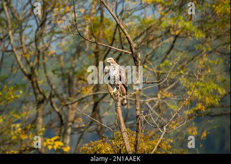 aquila di falco o cirrhatus di nisaetus cambiabili o crestati arroccati sull'albero nella vista panoramica naturale o cornice sullo sfondo al parco nazionale di dhikala corbett Foto Stock