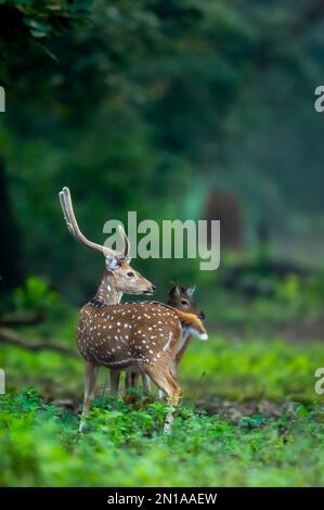 grande corna maschio avvistato cervi o chital o asse cervi o asse asse asse in verde selvaggio sfondo panoramico in inverno all'aperto fauna selvatica safari a dhikala Foto Stock