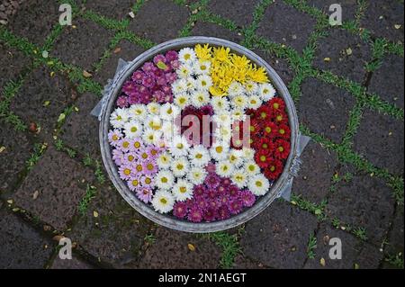 Primo piano colorati fiori galleggianti in fiore disposti in acqua argilla ciotola Foto Stock