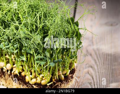 Microgreens crescente. Germogli verdi di piselli su uno sfondo di legno in stile rustico. Foto Stock