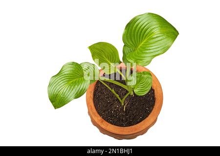 Houseplant philodendron in una pentola, top view.isolate su uno sfondo bianco. Foto Stock