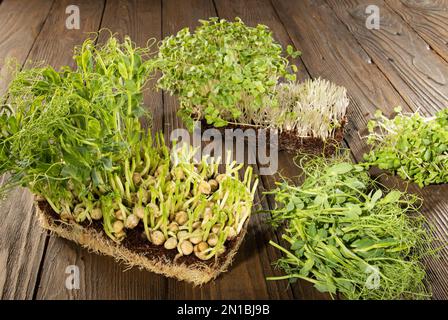 Microgreens crescente nel paese. Blocco di senape e piselli verdi germogli e verde tagliato su uno sfondo di legno. Stile rustico. Foto Stock