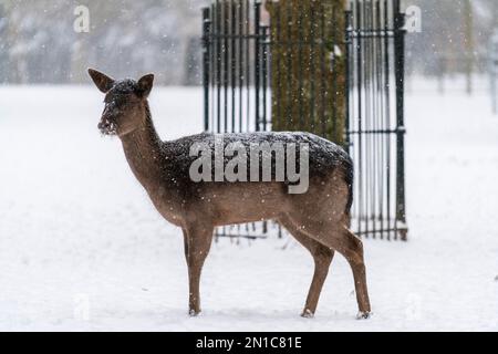 Daino in piedi nella neve nel parco locale durante una tempesta di neve in inverno a Dordrecht in Olanda, nei Paesi Bassi. Foto Stock