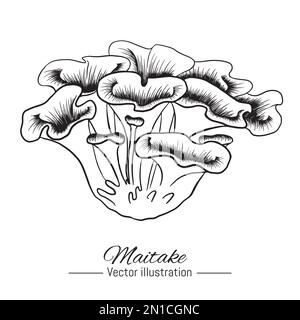 Illustrazione vettoriale a fungo di maitake disegnata a mano. Ingrediente medico organico isolato su sfondo bianco. Illustrazione Vettoriale