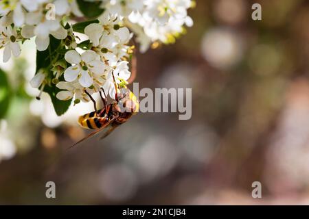 Hornet mimic hoverfly (Volucella zonaria) che si nutrono sul nettare di fiori bianchi Foto Stock