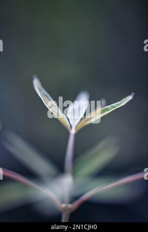 una vista aeristica di un albero che cresce Foto Stock