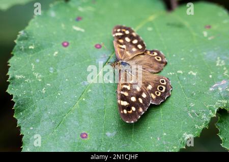 Legno macinato (Pararge aegeria) farfalla, Somerset, Regno Unito Foto Stock