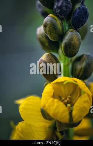 macrofo di cassia che cresce in teh selvaggio, verde, marrone Foto Stock