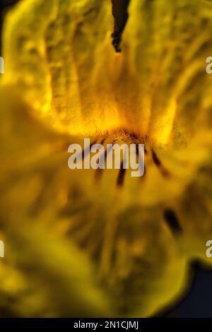 l'interno di un fiore giallo cassia fiocchi yiney fimors in attesa di solleticare chiunque entri Foto Stock